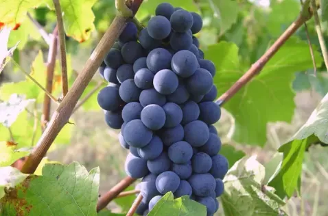 葡萄表面白霜多是新鲜还是不新鲜