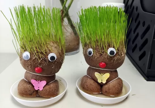 草头娃娃喜阴还是喜阳