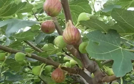 无花果的功效与作用有哪些3