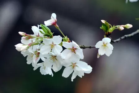 武汉樱花在哪个大学