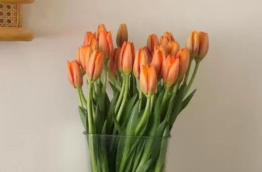 醒花不能超过几个小时