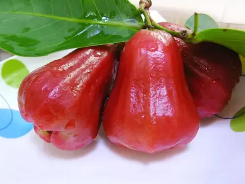 莲雾里面是实心还是空心