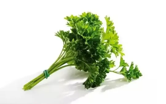 吃香菜会增加黑色素吗