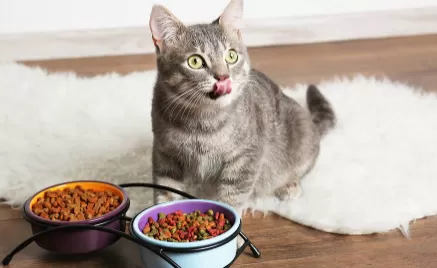 没有猫粮可以给猫咪喂什么