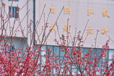 今年三月中旬能去武汉大学看樱花吗20221