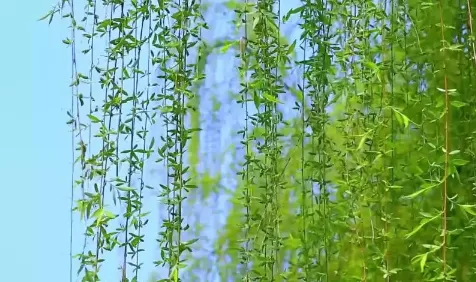 清明插柳枝是避免什么