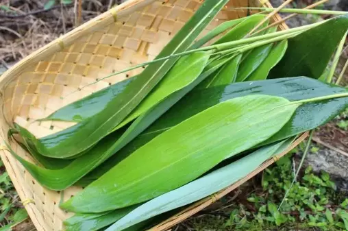 粽叶水里煮沸很久叶子还是绿的正常吗