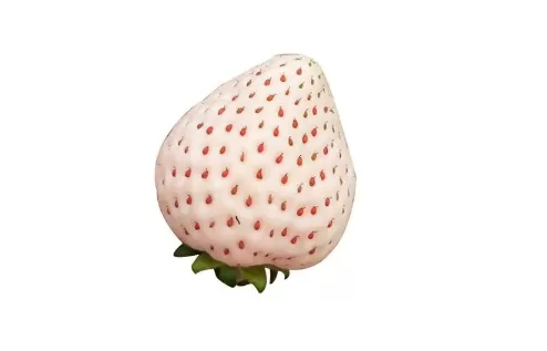 白草莓是转基因食品吗