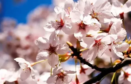 2022年3月去武汉看樱花需要做核酸检测吗1