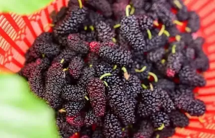 桑葚越黑的越甜吗