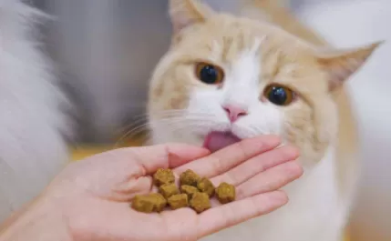 猫咪啥都不爱吃怎么办      怎么让猫咪爱吃猫粮