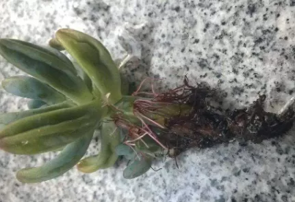 植物烂根后的土壤还能用吗1