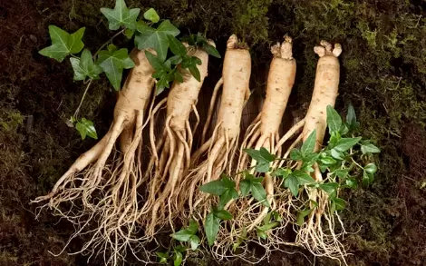 人参皂苷普通人可以吃吗