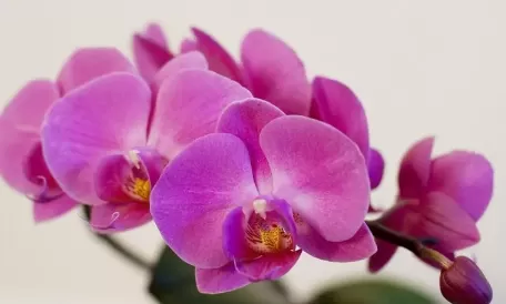 2022年蝴蝶兰什么时候开花