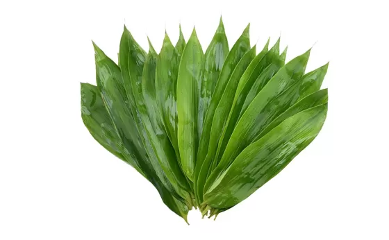 粽叶煮好了要不要继续泡在水里