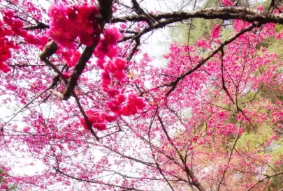 今年三月中旬能去武汉大学看樱花吗20222