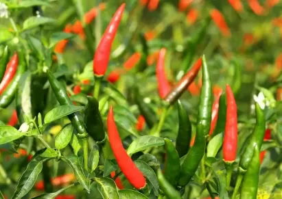 辣椒能不能养成老桩