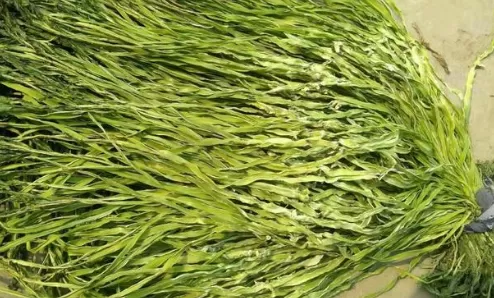 新鲜贡菜是什么菜长什么样子图片