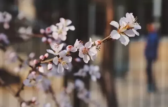 清明节上坟在哪边挖土