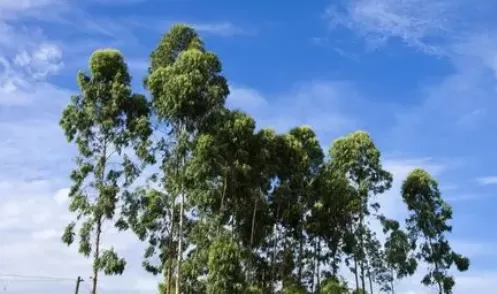 成都清明期间的天气是冷是热