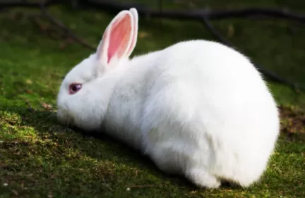 兔子使劲的跺后脚是怎么回事