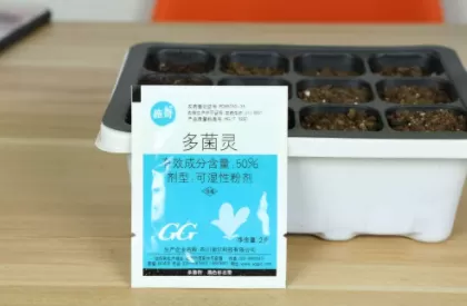 多菌灵泡后要晾根吗