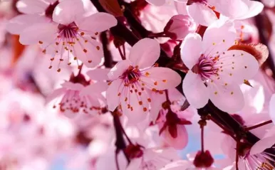 2022年三月去武汉能看到樱花吗3