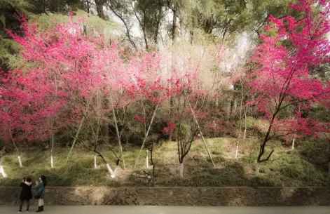今年三月中旬能去武汉大学看樱花吗20223
