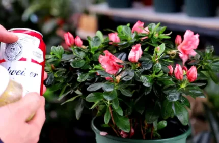 鸡蛋臭了能浇花吗2