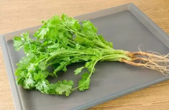 吃香菜会增加黑色素吗