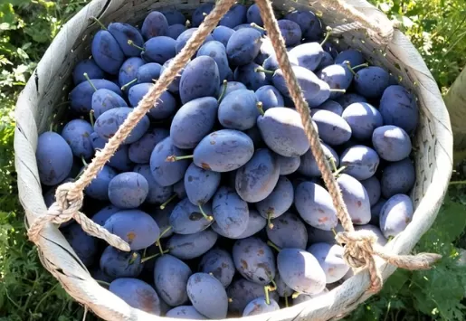 西梅和李子哪个好吃