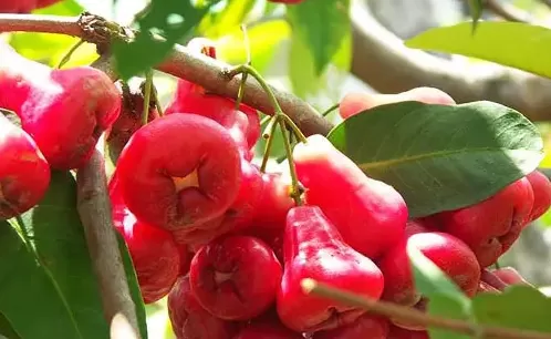 莲雾不新鲜是什么样的