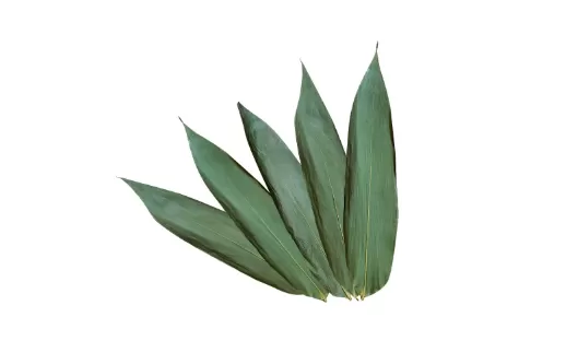 粽叶是先洗后煮还是先煮后洗