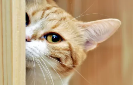 猫咪吃薯片有没有事3