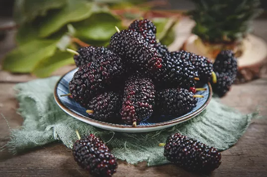 桑葚干和鲜桑葚哪个营养高