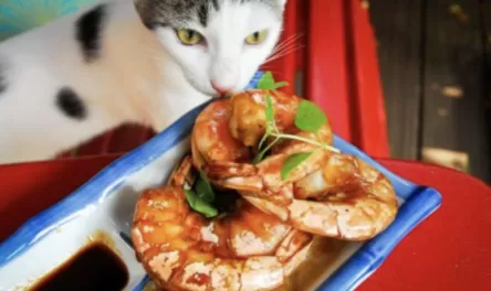 三个月幼猫能吃虾吗1