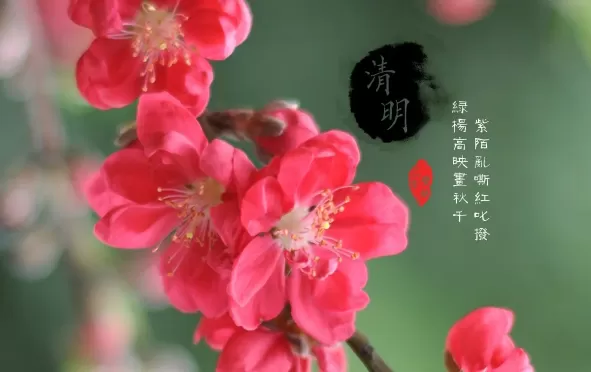 清明节先上坟还是在家祭拜