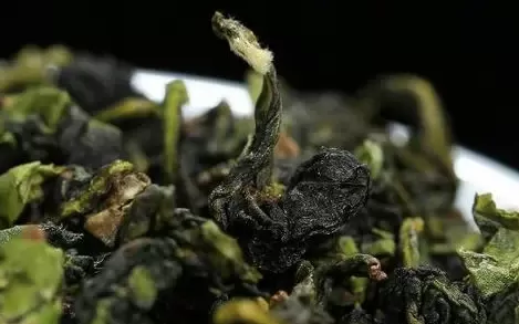 铁观音是红茶还是绿茶