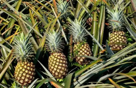 菠萝要用盐水泡多久