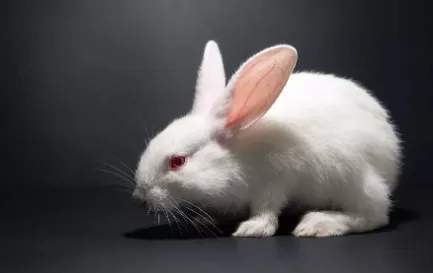只养一只兔子需要绝育吗