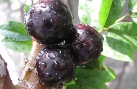 嘉宝果的功效与作用有哪些