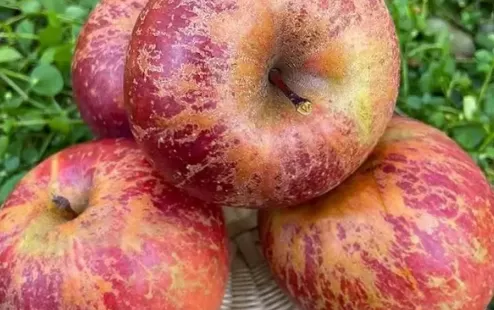 野生丑苹果是脆的还是面