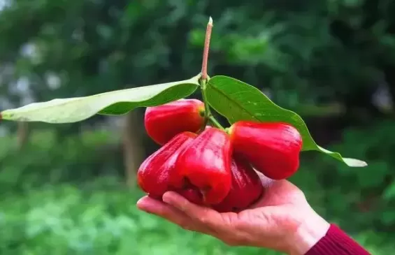 莲雾里面有虫子能吃吗