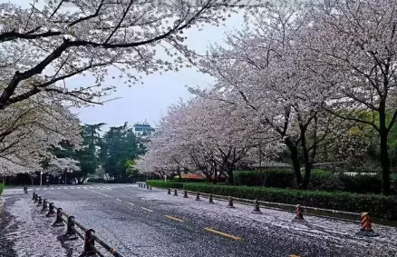 2022年武大樱花5月份还有吗3