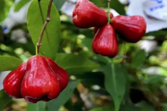 莲雾一次性吃多了有什么不好