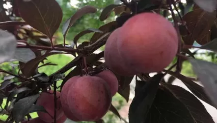 紫叶李的果子能吃吗