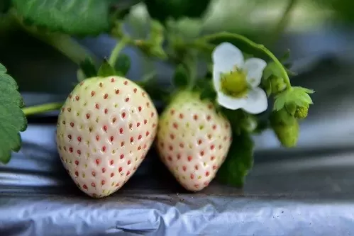 白色草莓和红色草莓哪个贵