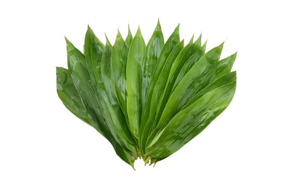 粽叶是薄的好还是厚一点的比较好