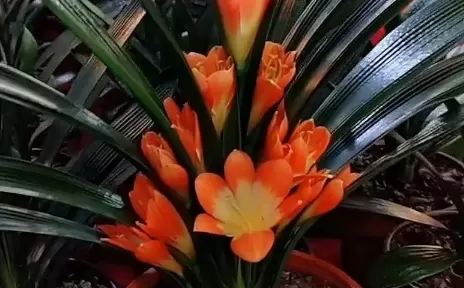 君子兰怎么养才能开花