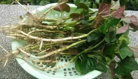 凉拌折耳根几天了可以吃吗